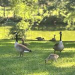 Cotton Creek Mobile Home Community