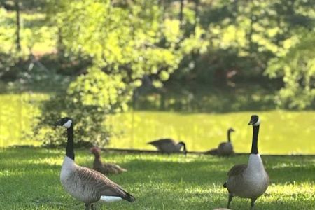 Cotton Creek Mobile Home Community