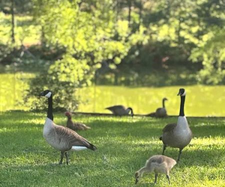 Cotton Creek Mobile Home Community