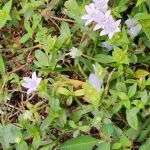 Chalet Village Manufactured Home Community