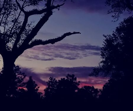 Yellow Loop Campground South