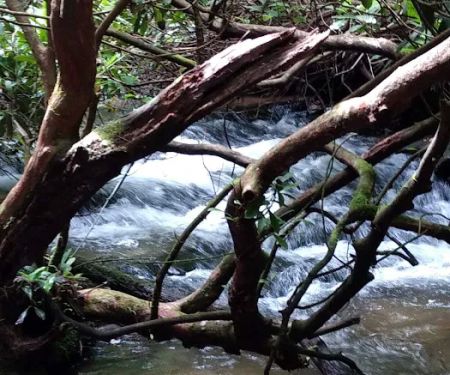 Burrell's Ford Campground Parking