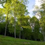 Wildflower Creek Motor Coach Resort