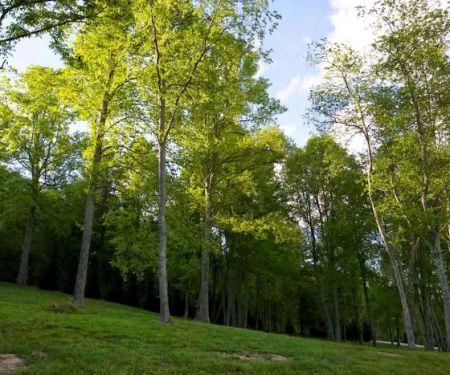 Wildflower Creek Motor Coach Resort