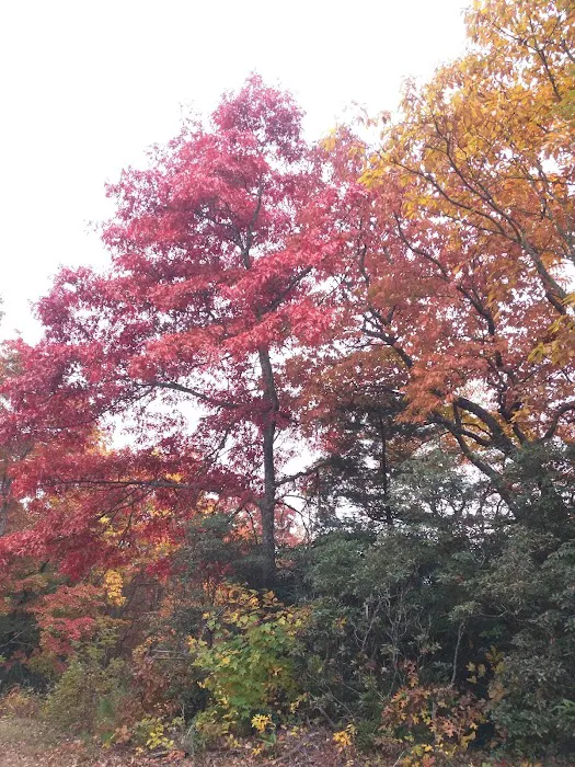 Cradle of Forestry In Amer I 5