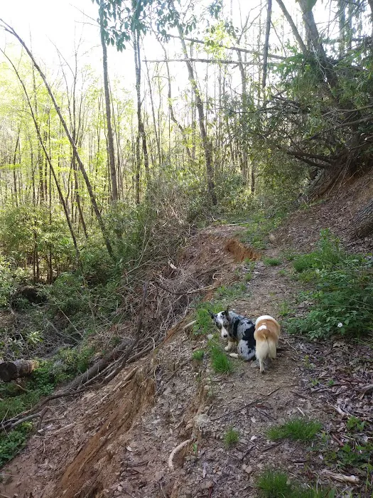 Tate Branch Campground 4