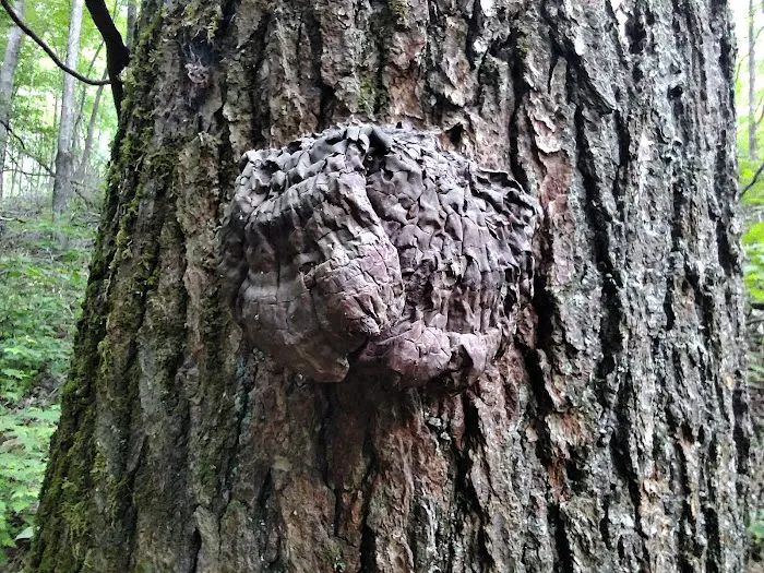 Tate Branch Campground 9