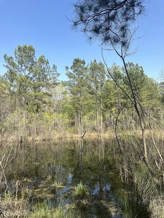Longleaf Campground 4