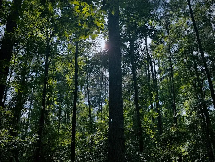 Longleaf Campground 7