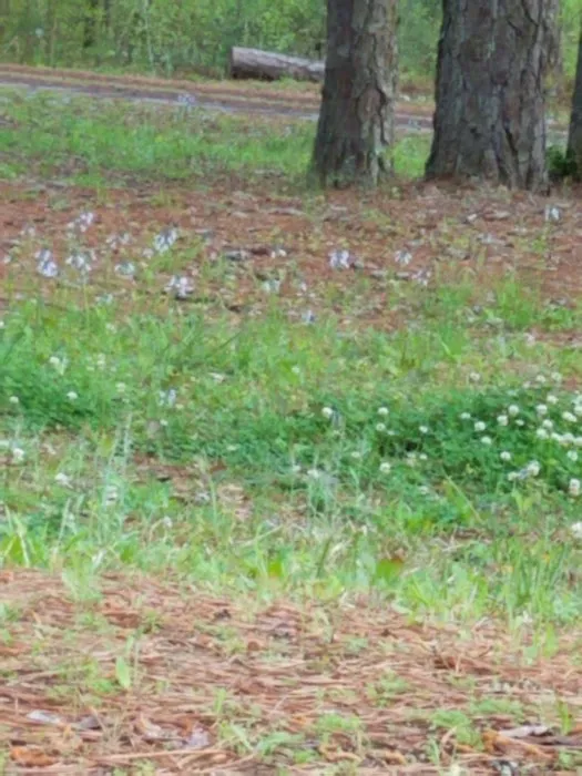 Brick House Campground 10