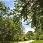 Forest Ridge