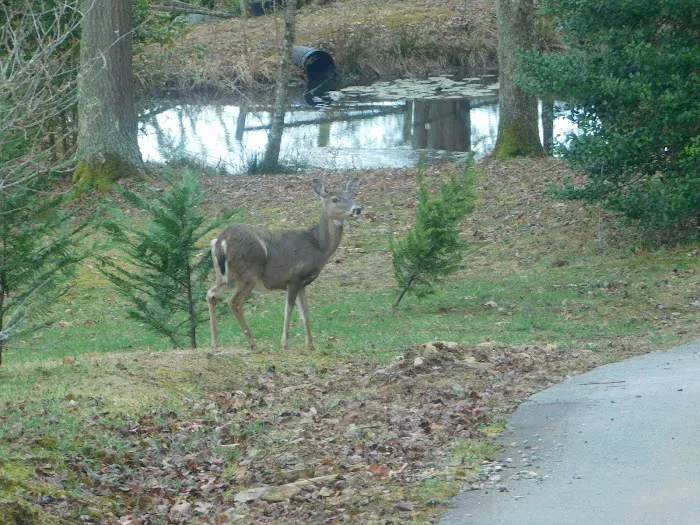 Deer Springs RV Park 8