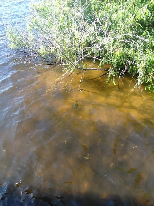 Tarponaire 5