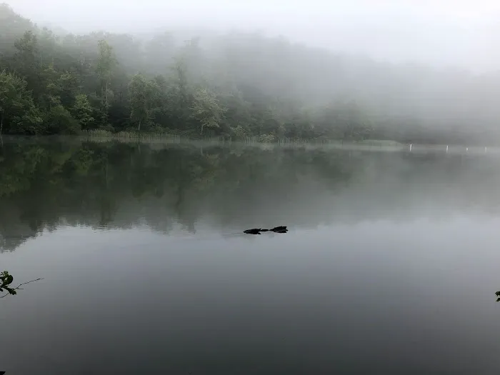 Chilhowee Campground 1