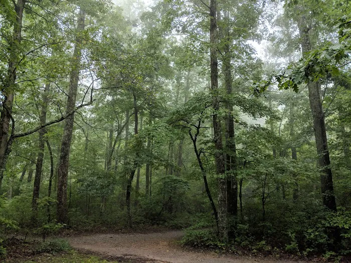 Chilhowee Campground 7