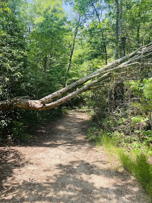 Hammer's Hideaway Campground 8