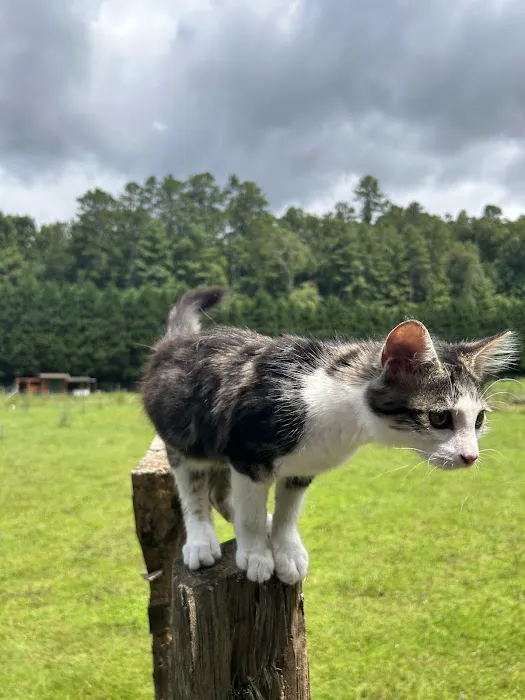 Owl Creek Farm Resort 4