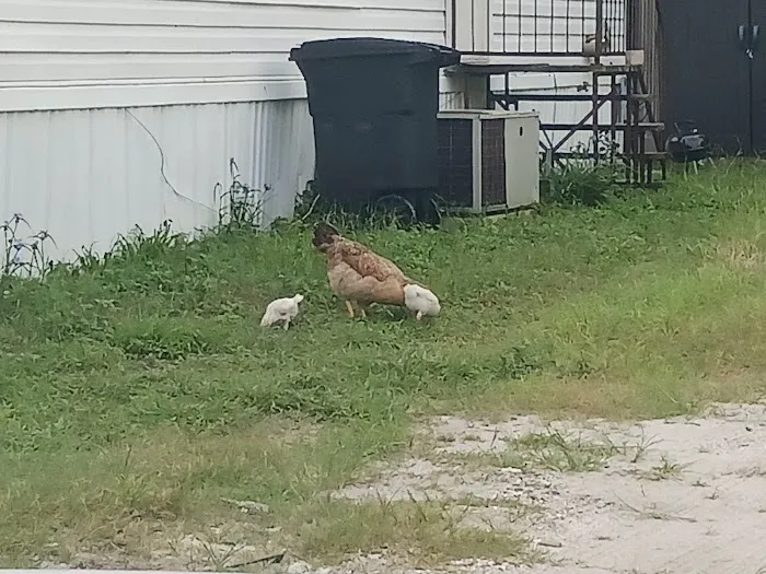 Jersey Mobile Home Park 11