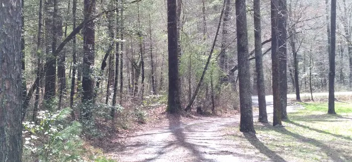 Huskins Branch Campground 4