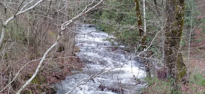 Huskins Branch Campground 10