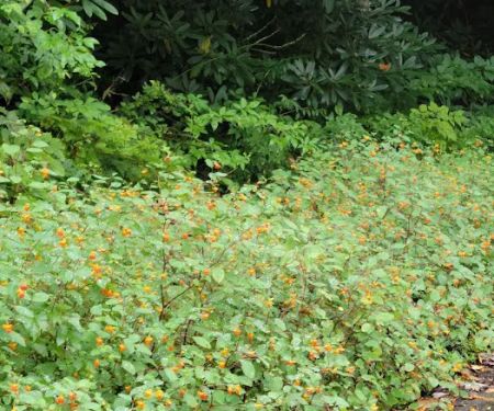 Davis Branch Campground