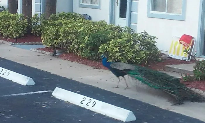 Sunshine Mobile Home Park 38