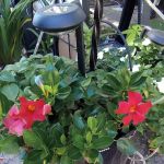 Pebble Springs 55+Manufactured Housing Community