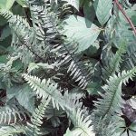 Suburban Estates Mobile Home Community