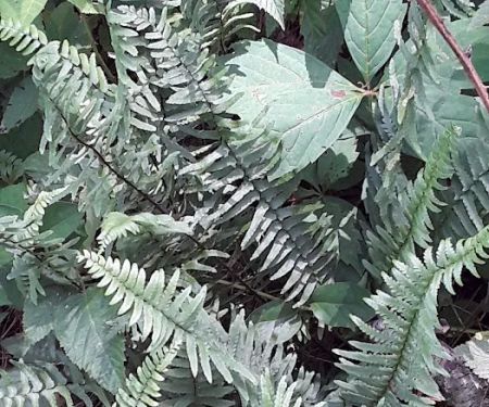 Suburban Estates Mobile Home Community