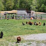 Little Possum South Campsite