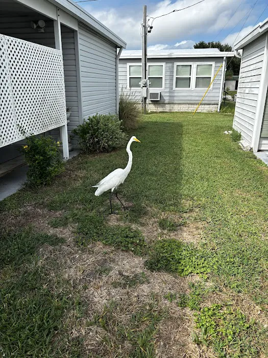 Dunedin Palms Mobile Home Park 1