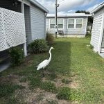 Dunedin Palms Mobile Home Park