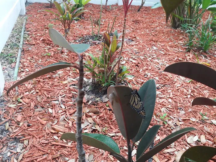 Dunedin Palms Mobile Home Park 6