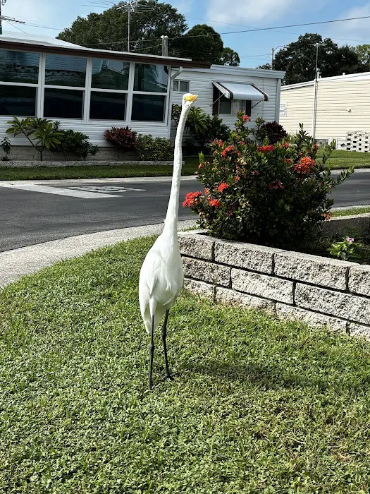 Dunedin Palms Mobile Home Park 9