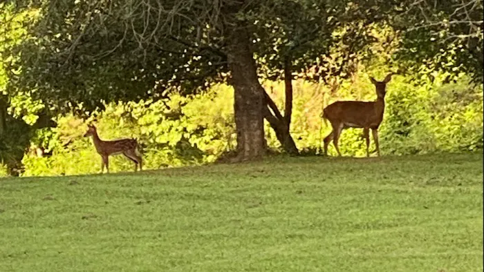 Fox Den Meadow 2