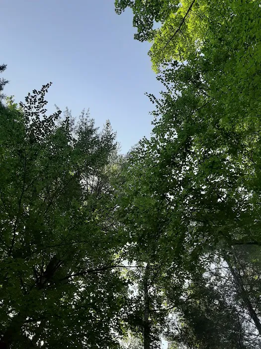 Citico Creek Campsite 9 4