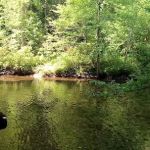 Citico Creek Campsite 5