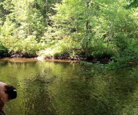 Citico Creek Campsite 5