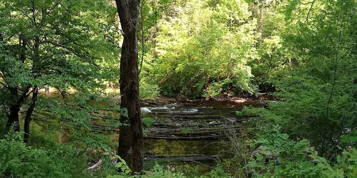 Citico Creek Campsite 5 5