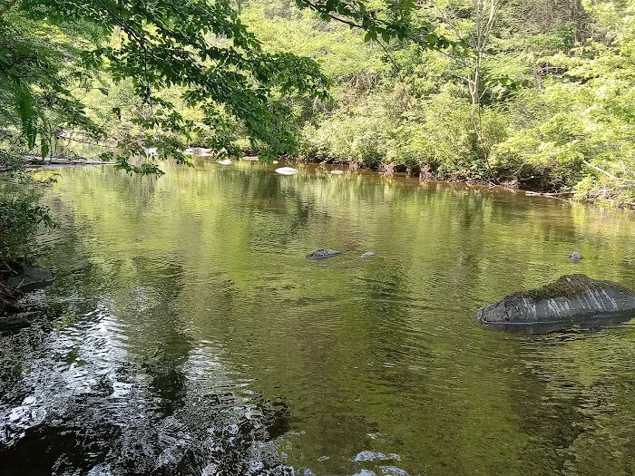 Citico Creek Campsite 5 8