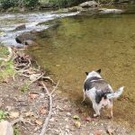 Cherokee National Forest Citico Creek Campsite 3
