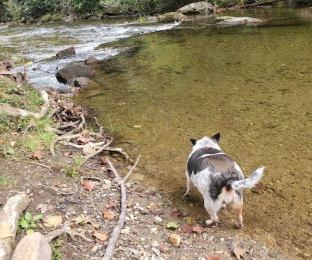 Cherokee National Forest Citico Creek Campsite 3