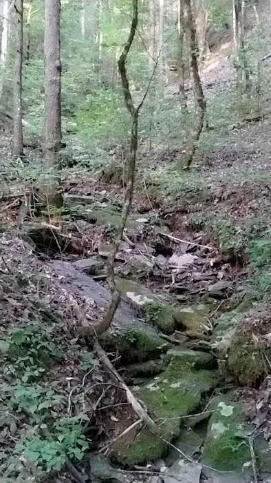 Cherokee National Forest Citico Creek Campsite 3 4