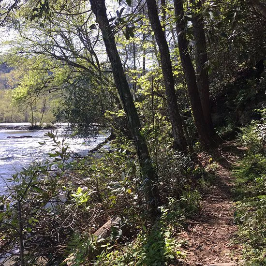 Cherokee National Forest Citico Creek Campsite 3 8