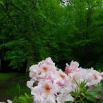 Forest Service Campsite P5