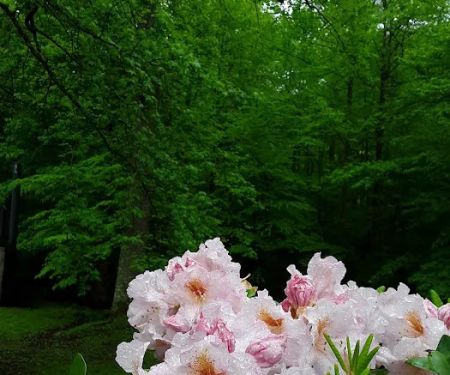 Forest Service Campsite P5