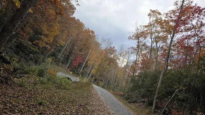 Davidson River Campground 10