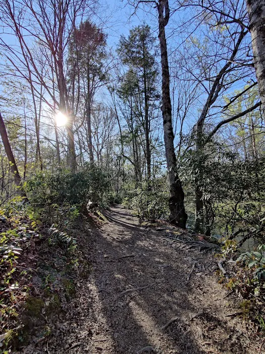 Davidson River Campground 17