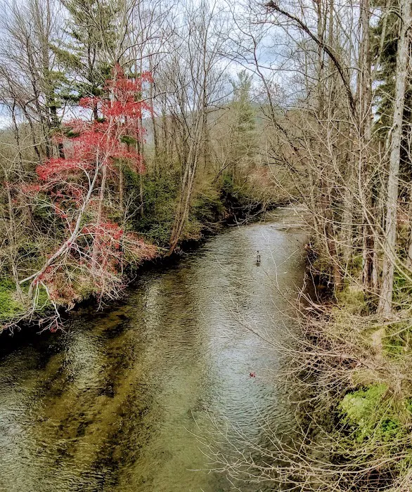 Davidson River Campground 18