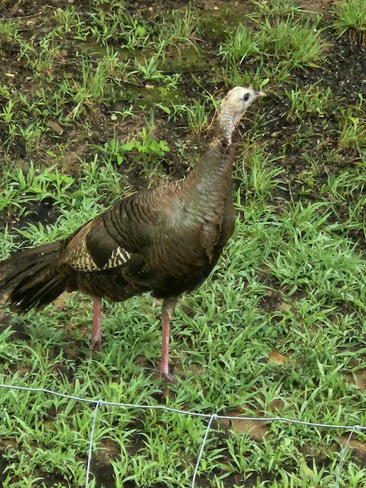 Turkey Trail RV Park 2